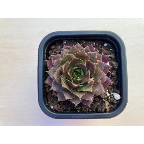 Sempervivum 103