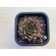 Sempervivum 103