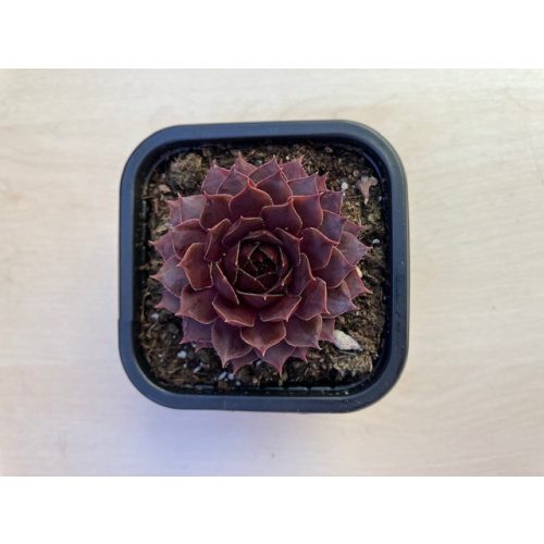 Sempervivum 105