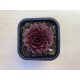 Sempervivum 105