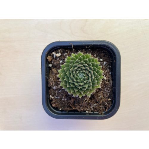 Sempervivum 106