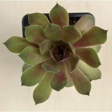 Sempervivum 108