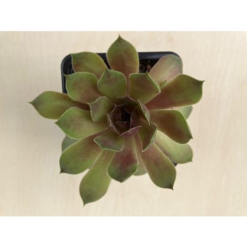 Sempervivum 108