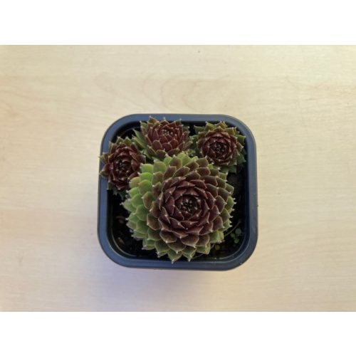 Sempervivum 109