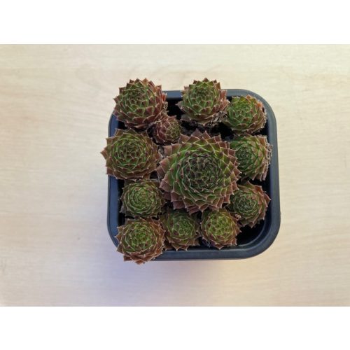 Sempervivum 110