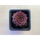 Sempervivum 111