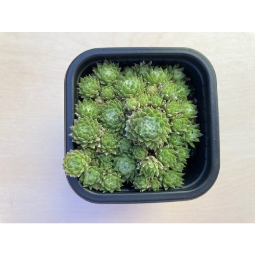 Sempervivum 112