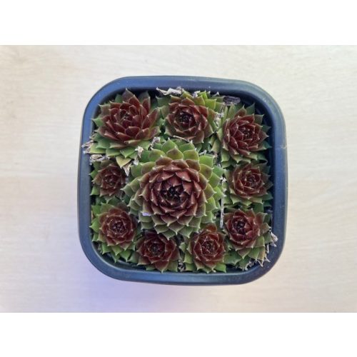 Sempervivum 113