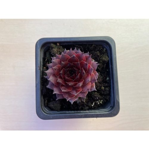 Sempervivum 114