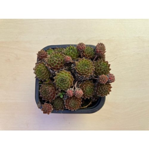 Sempervivum 115