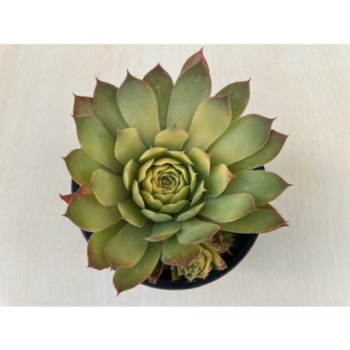 Sempervivum 11 gold