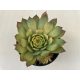 Sempervivum 11 gold
