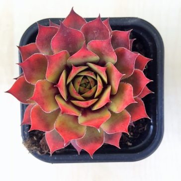 Sempervivum gold (1 pcs)