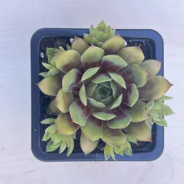 Sempervivum gold (1 pcs)
