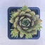 Sempervivum gold (1 pcs)