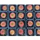 Sempervivum gold (1 pcs)