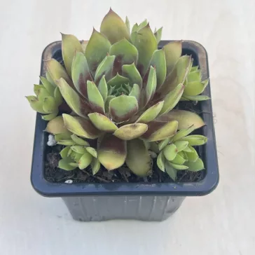 Sempervivum gold (1 pcs)