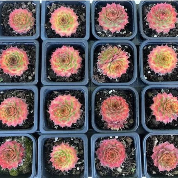 Sempervivum gold (1 pcs)