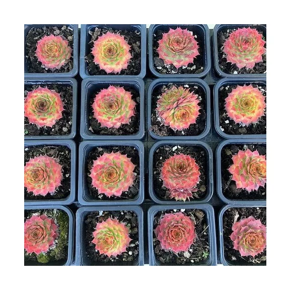 Sempervivum gold (1 pcs)