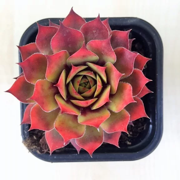 Sempervivum gold (1 pcs)