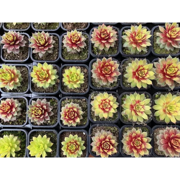 Sempervivum gold (1 pcs)