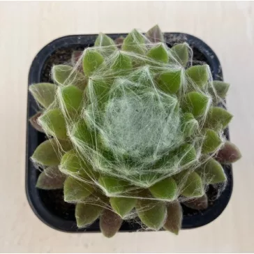 Sempervivum 20