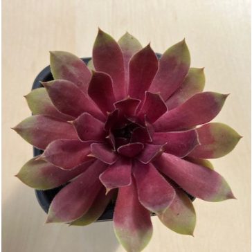 Sempervivum 23