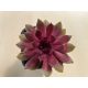 Sempervivum 23