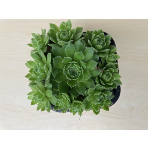 Sempervivum 33