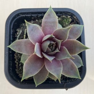 Sempervivum 3