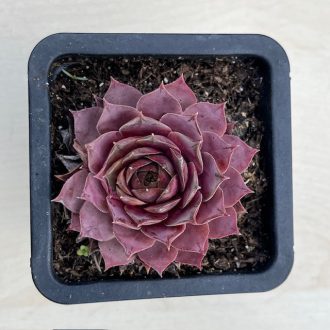 Sempervivum 43.