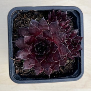 Sempervivum 4.