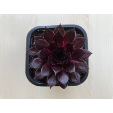Sempervivum 4.
