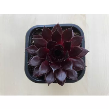 Sempervivum 4.