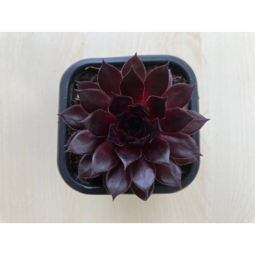 Sempervivum 4.
