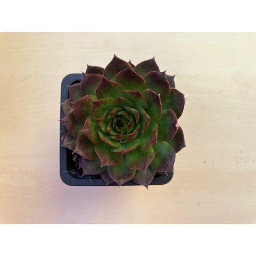 Sempervivum 69.