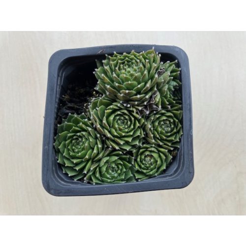Sempervivum 79.