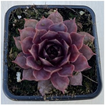 Sempervivum 82.