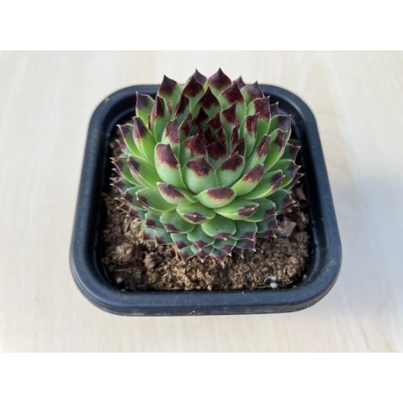 Sempervivum 'Appletini'