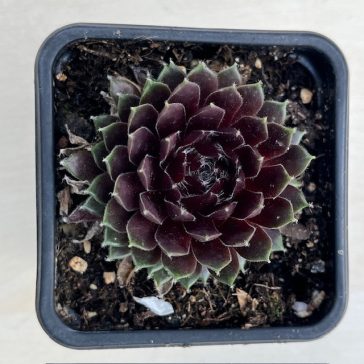 Sempervivum 99.