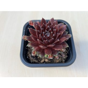 Sempervivum 99.