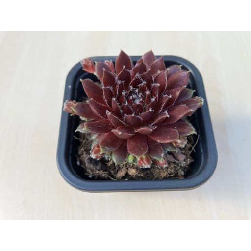 Sempervivum 99.