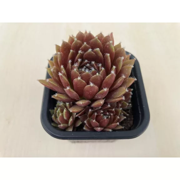 Sempervivum 99.
