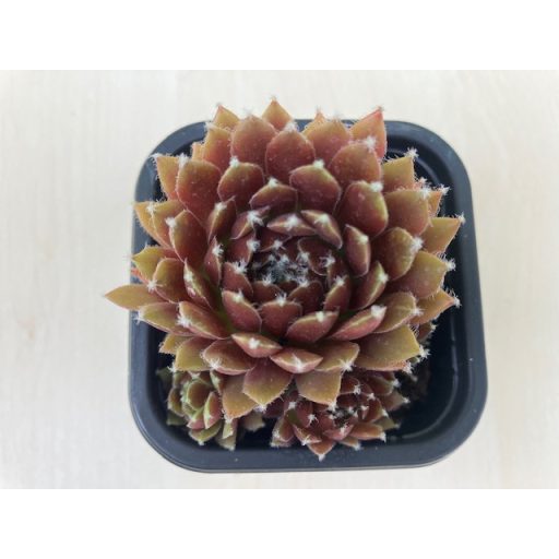 Sempervivum 99.