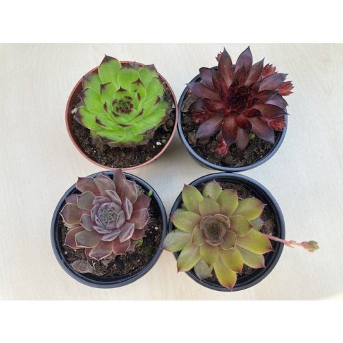 Sempervivum