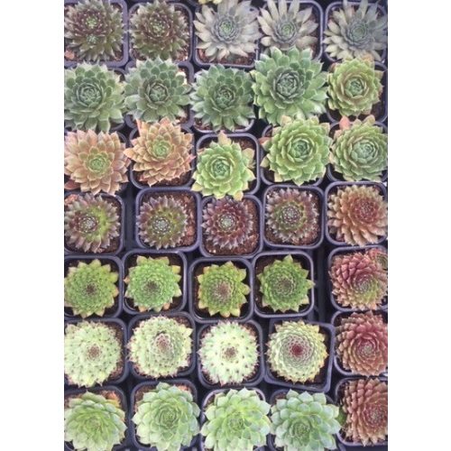 Sempervivum for weddings