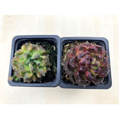 Sempervivum 'Fame Monstrose' (1pcs)
