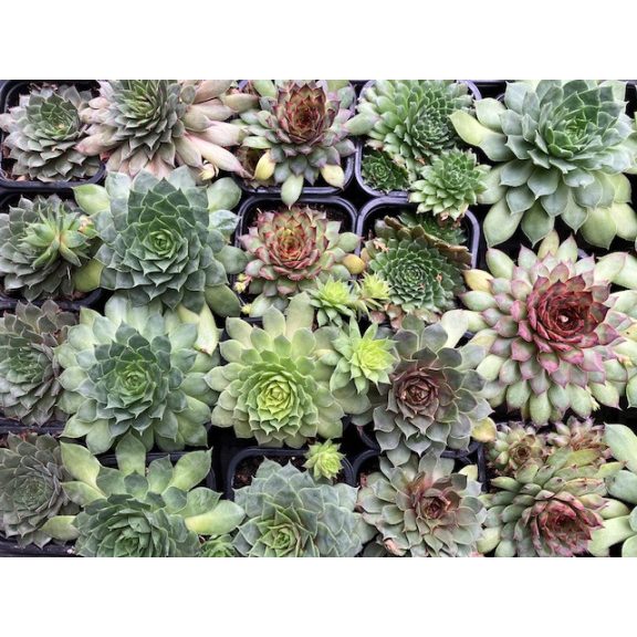 Meglepetés kövirózsa