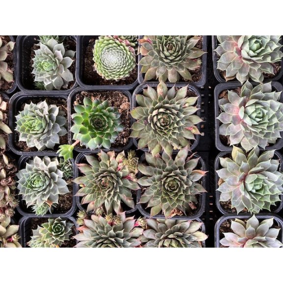 Meglepetés kövirózsa