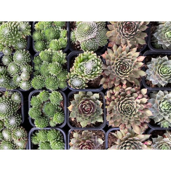 Meglepetés kövirózsa